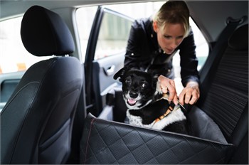 How to Drive Safely with Pets
