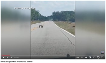 Bobcat and gator face off on Florida roadway